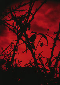 û��Υ����Լ��